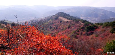 秋賞紅葉正當(dāng)時(shí)---安澤紅葉嶺