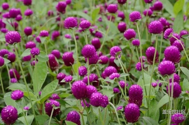 三星蓋樂世社區(qū)上海星部落 辰山植物園秋拍活動