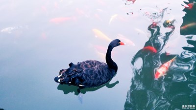 中國(guó)最美瞬間+Cygnus atratus