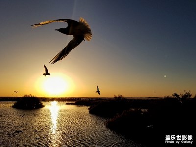 居延海-朝霞與海鷗齊飛