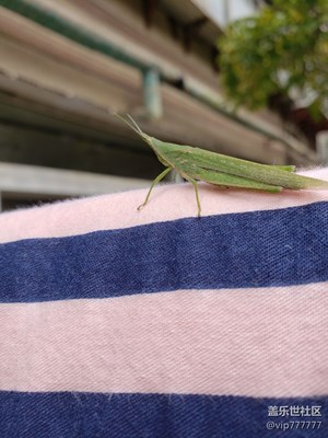 新牛九隨手拍幾張