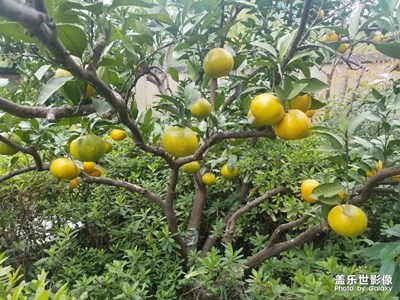院子里的橘子樹