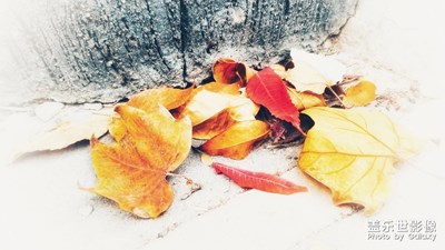 【秋至】+春來花之清 秋至葉飄零