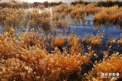 秋至-從枯黃到金黃