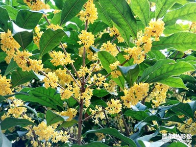 【秋至】+桂花開