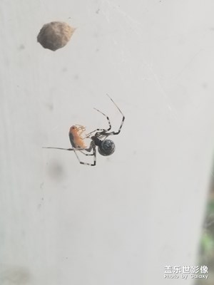 隨手拍蜘蛛