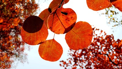 【秋至】+霜葉已紅透，天涼好個(gè)秋