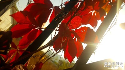 【秋至】+人生幾度秋涼