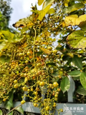 【秋至】+秋天的顏色