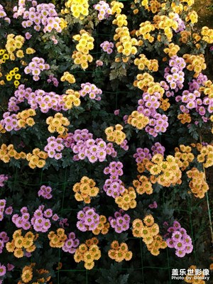 不是花中偏愛菊，此花開盡更無花。