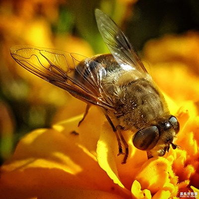 秋冬·蜜蜂