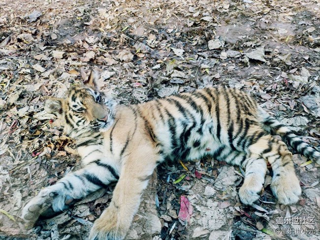 秋游之沈陽森林動(dòng)物園——三星在手，天下我有