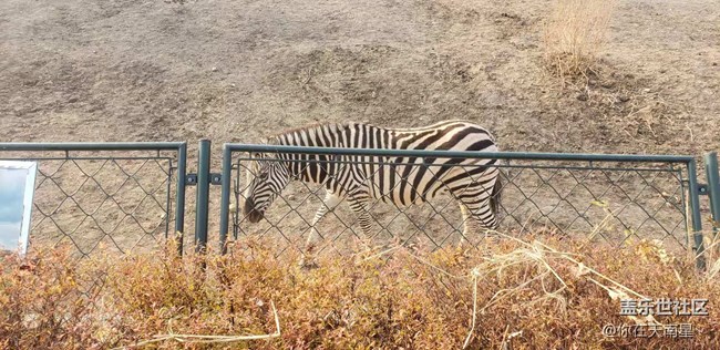 沈陽星部落看動物觀熊貓活動回顧貼