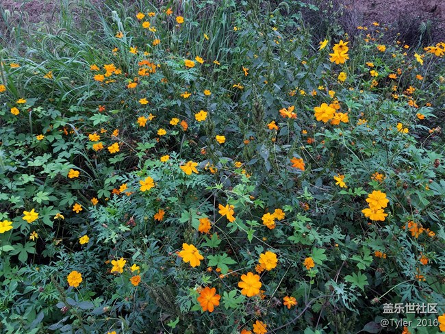 過氣旗艦..隨拍