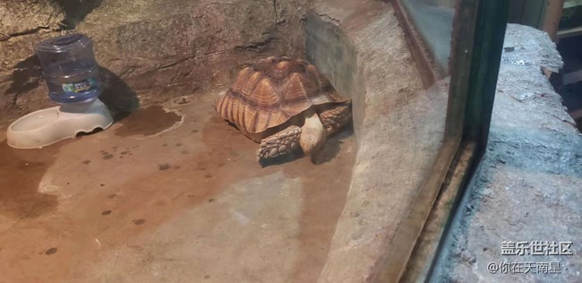 沈陽星部落看動物觀熊貓活動回顧貼