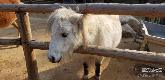 沈陽星部落看動物觀熊貓活動回顧貼