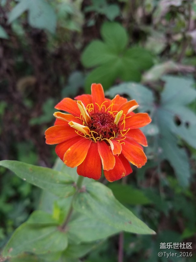 過氣旗艦..隨拍