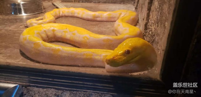 沈陽星部落看動物觀熊貓活動回顧貼