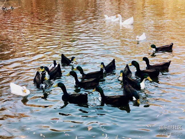 秋游之沈陽森林動(dòng)物園——三星在手，天下我有