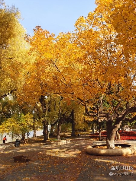 【沈陽(yáng)金秋】＋金色美景人像