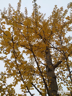 【我的日常生活】散步偶遇的風(fēng)景