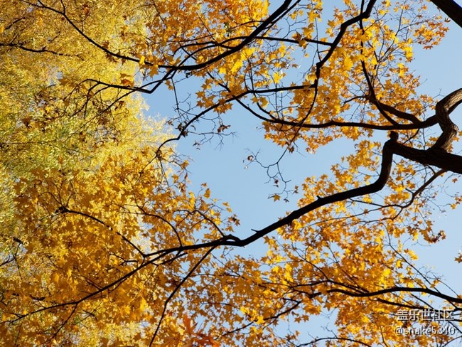 【沈陽(yáng)金秋】＋金色美景人像