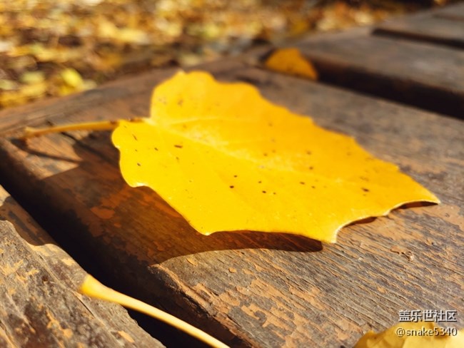 【沈陽(yáng)金秋】＋金色美景人像