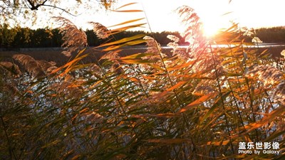 秋日的頤和園@橋