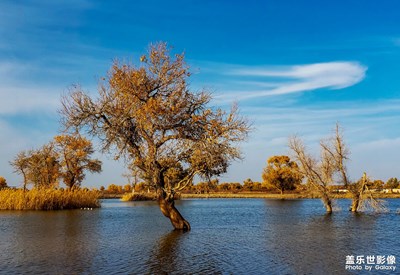 【為中國(guó)添色】《大美胡楊》 （大眾組）