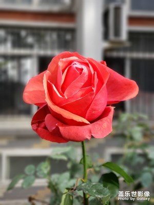 【我的日常生活】+花