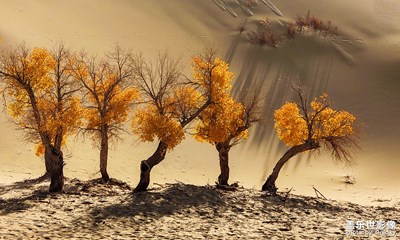 【為中國(guó)添色】《光影胡楊》 （大眾組）