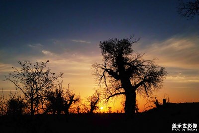 【為中國(guó)添色】組照《胡楊禮贊》 （大眾組）