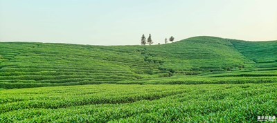 【為中國(guó)添色】?jī)A城素夢(mèng)暖杭州-下(專業(yè)組)