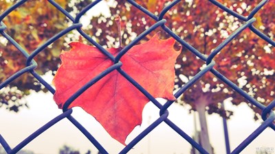 落葉秋雨傷滿城