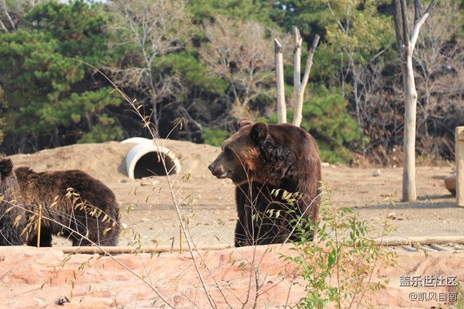 一篇有內容的動物園回顧貼 一篇有內容的動物園回顧貼