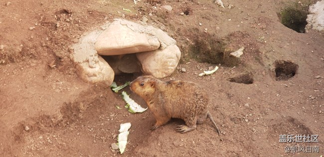 一篇有內容的動物園回顧貼 一篇有內容的動物園回顧貼