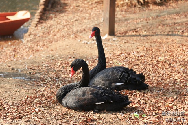 一篇有內容的動物園回顧貼 一篇有內容的動物園回顧貼