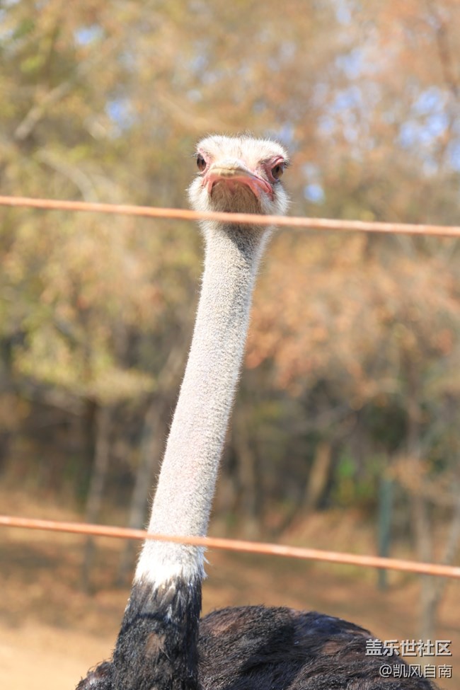 一篇有內容的動物園回顧貼 一篇有內容的動物園回顧貼
