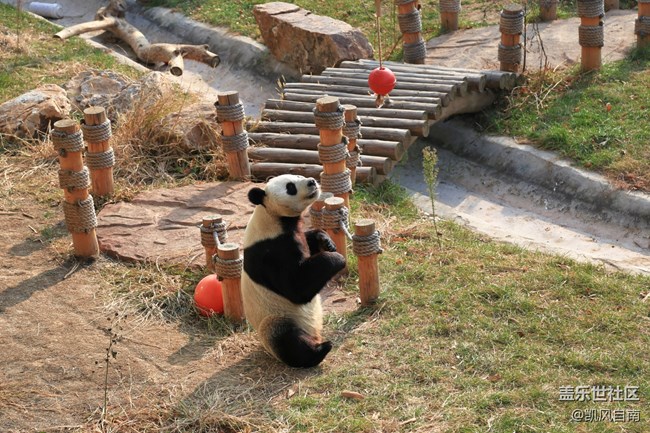 一篇有內容的動物園回顧貼 一篇有內容的動物園回顧貼