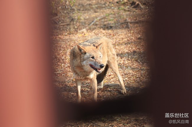 一篇有內容的動物園回顧貼 一篇有內容的動物園回顧貼