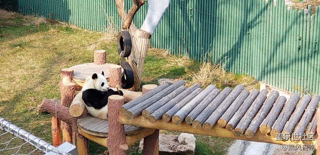 一篇有內容的動物園回顧貼 一篇有內容的動物園回顧貼