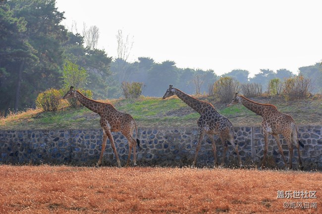 一篇有內容的動物園回顧貼 一篇有內容的動物園回顧貼