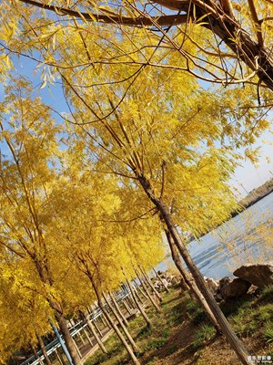 【我的日常生活】+秋日隨手拍