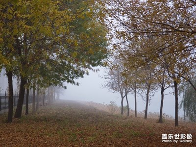 【為中國添色】深秋樹林