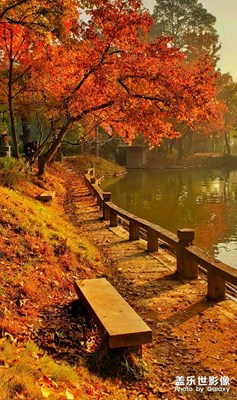 【為中國添色】天平山楓葉??2 (紅/黃/綠)