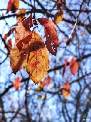 【為中國添色】秋葉(一) (大眾組)