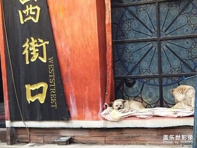 西街口的狗