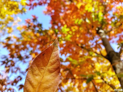 【為中國添色】秋葉(二) (大眾組)