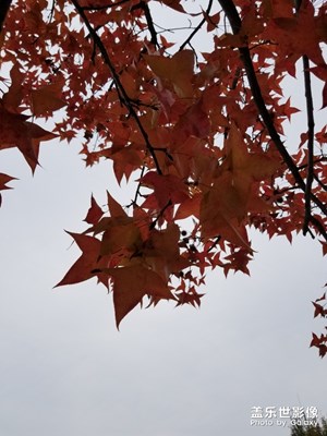 寒冷的冬天，校園隨手怕