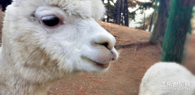 【我的日常生活】+和羊駝們玩耍一下